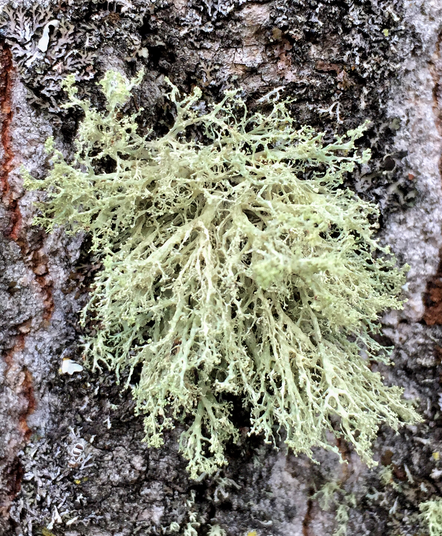 Ramalina roesleri image