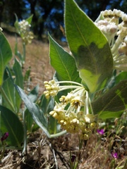 Asclepias vestita