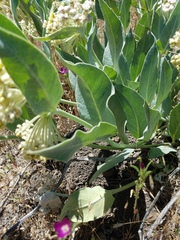 Asclepias vestita
