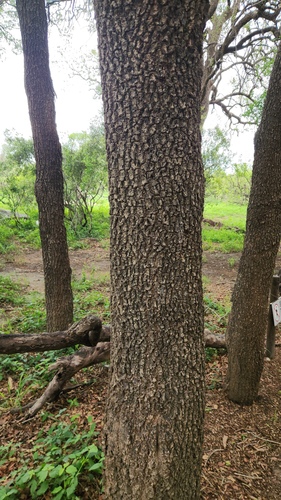 Spirostachys africana, photograph 3