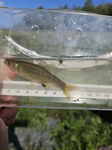 Golden Shiner