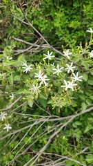 Jasminum fluminense