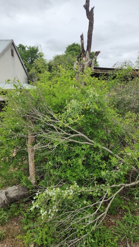 Jasminum fluminense, photograph 2