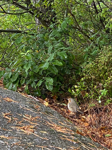 European Robin