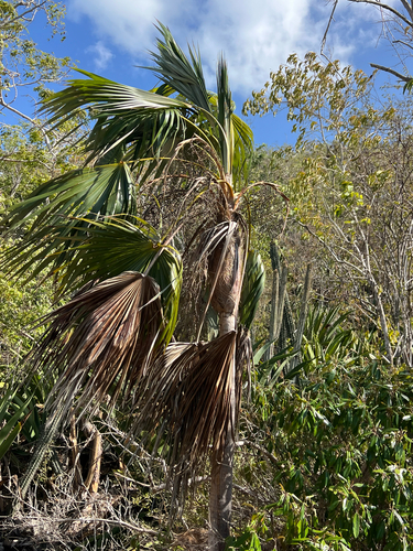 Coccothrinax jamaicensis