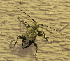 Graphisurus triangulifer