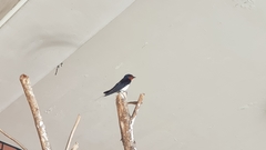 Hirundo rustica