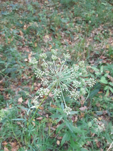 Silphiodaucus prutenicus observed 2026-09-09