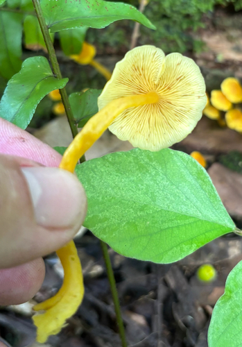 Tricholomopsis aurea