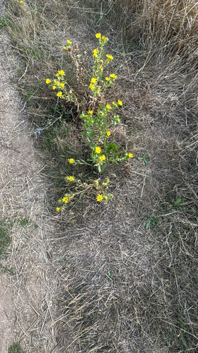 Grindelia integrifolia, photograph 1