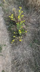 Grindelia integrifolia