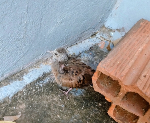 Ruddy Ground Dove