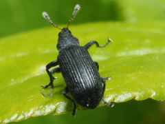 Magdalis ruficornis