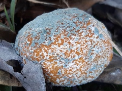 Penicillium italicum