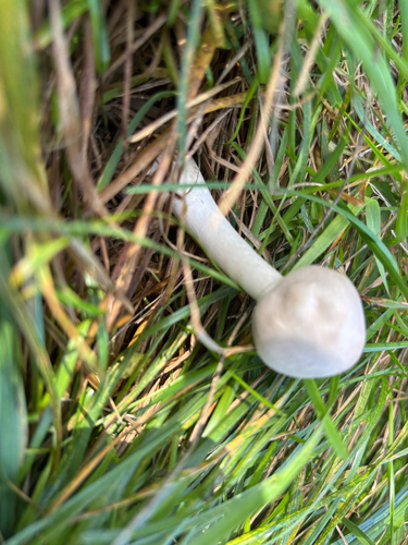 White Dapperling