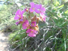 Melochia tomentosa