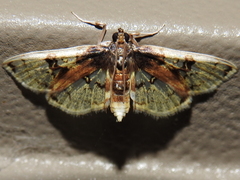 Compacta