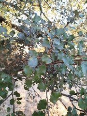 Quercus × autumnalis, photograph author not stated, no rights reserved