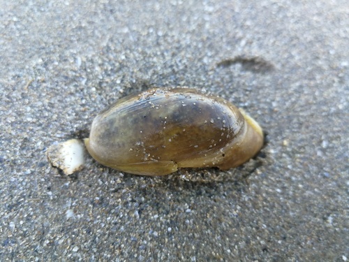 Bulla striata, 2026-09-11