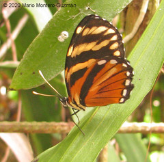Eresia ithomioides alsina