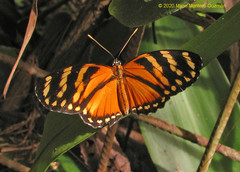 Eresia ithomioides alsina