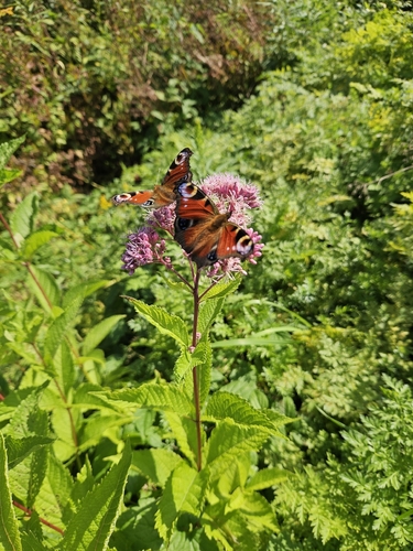 European Peacock Butterfly