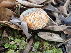 Penicillium italicum