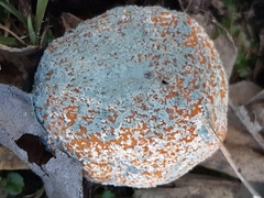 Penicillium italicum