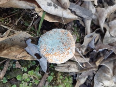 Penicillium italicum