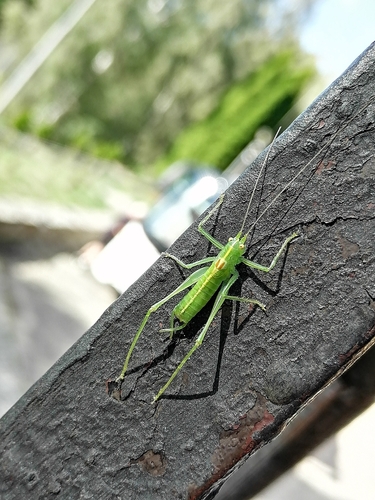 Southern Oak Bush-cricket