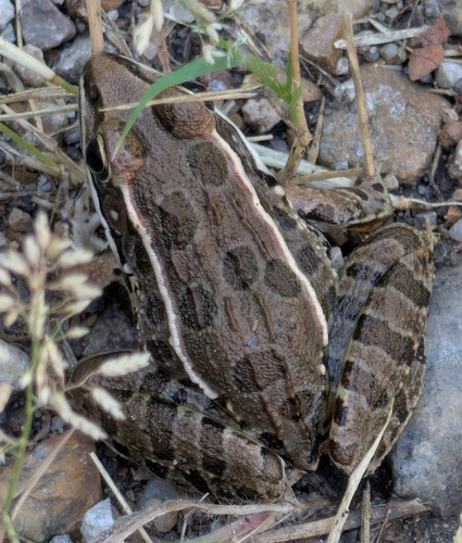 Plains Leopard Frog