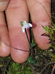 Disperis macowanii