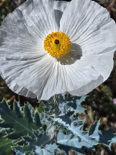 Argemone pleiacantha, photograph 5