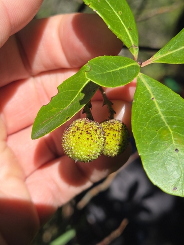 strawberry tree