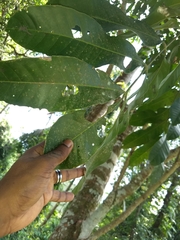 Aphanamixis polystachya