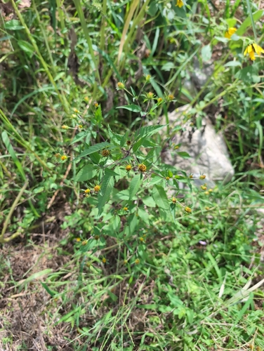 Devil's Beggarticks