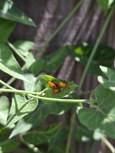 Six-spotted Milkweed Bug