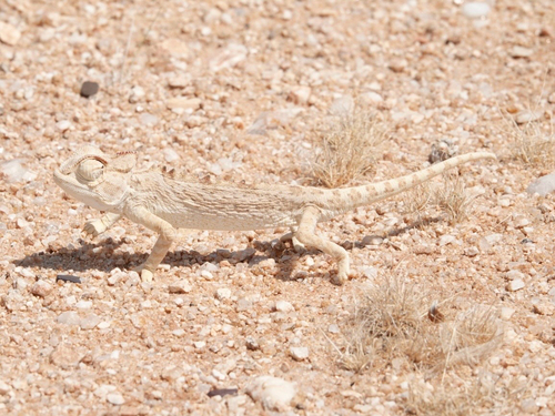 Namaqua Chameleon