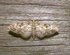 Eupithecia tantillaria