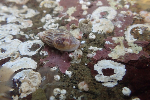 Amphissa columbiana, 2026-09-09