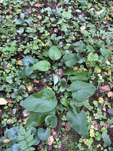 Pulmonaria obscura, photograph 6