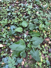 Pulmonaria obscura, photograph (c) Stanislav Murashkin, some rights reserved (CC BY)
