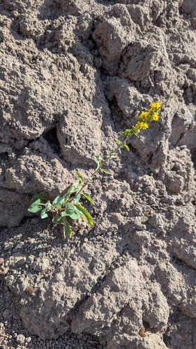 European goldenrod
