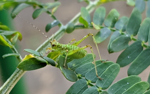 Mediterranean Katydid photo 6