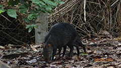 Dasyprocta fuliginosa