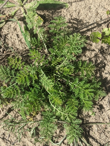 Achillea nobilis, photograph 3