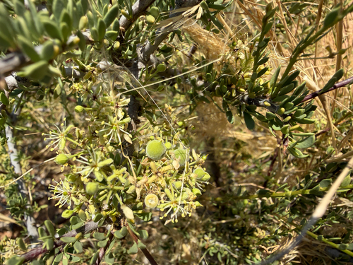 Stink Shepherdstree