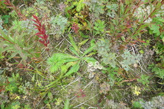 Picris japonica kamtschatica