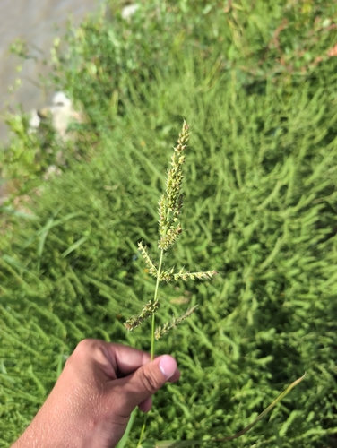 barnyardgrass