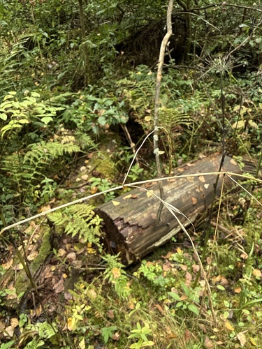 Lolium giganteum, photograph 6